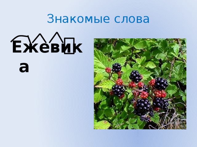 Знакомые слова Ежевика  