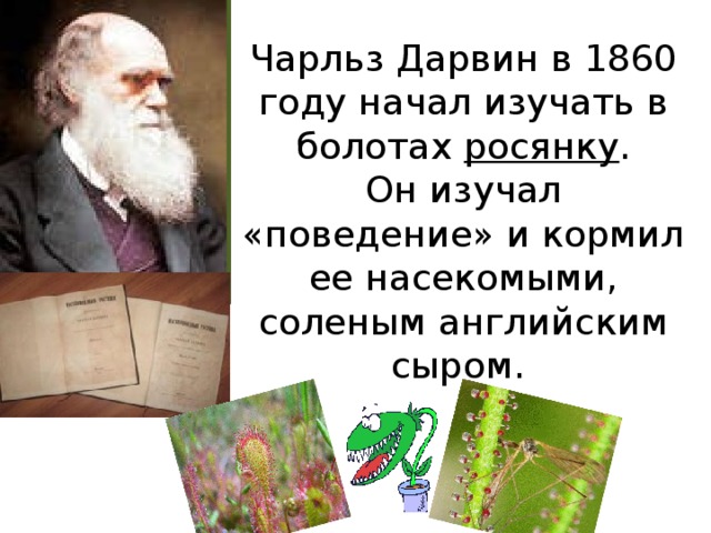 Чарльз Дарвин в 1860 году начал изучать в болотах росянку .  Он изучал «поведение» и кормил ее насекомыми, соленым английским сыром.  