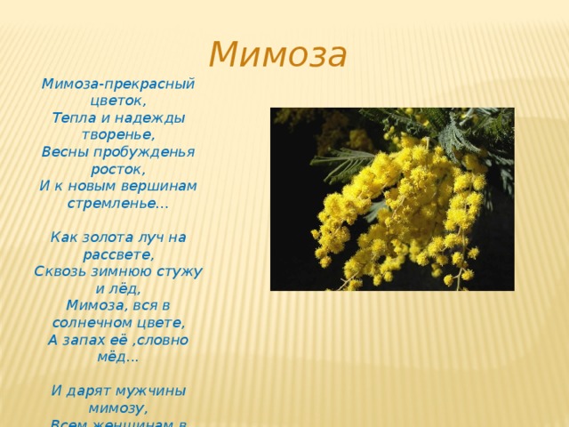 Мимоза описание растения. Стих про мимозу. Детский стишок про мимозу. Мимоза презентация для детей. Мимоза описание.