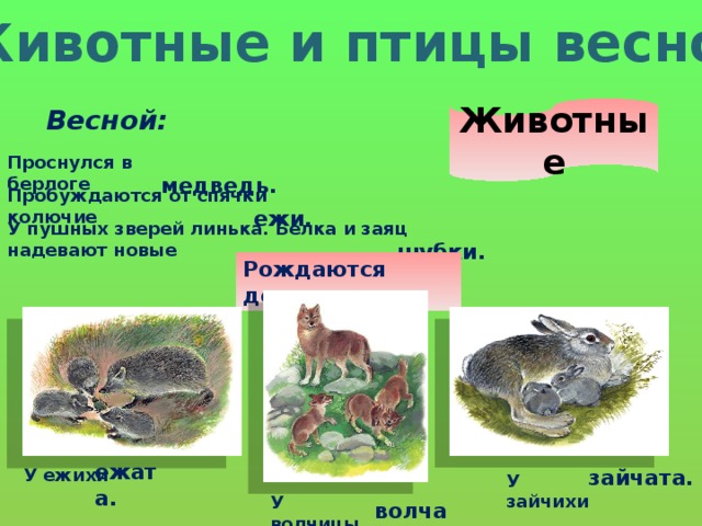 Проект животные весной