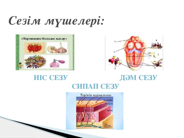 Сезім мүшелері презентация