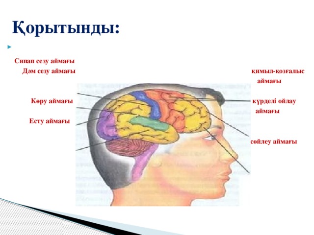 Мидың құрылысы презентация