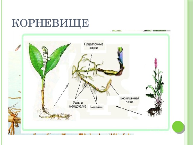 Тест корень 6 класс биология