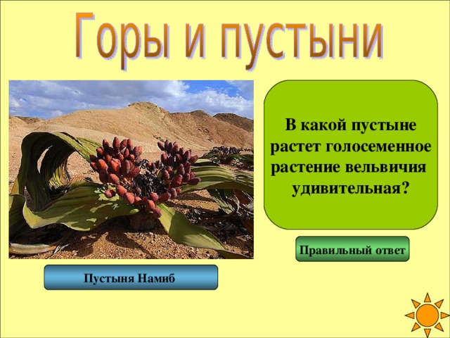 В какой пустыне растет голосеменное растение вельвичия удивительная? Правильный ответ Пустыня Намиб  