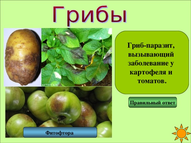 Гриб-паразит, вызывающий заболевание у картофеля и томатов. Правильный ответ Фитофтора 