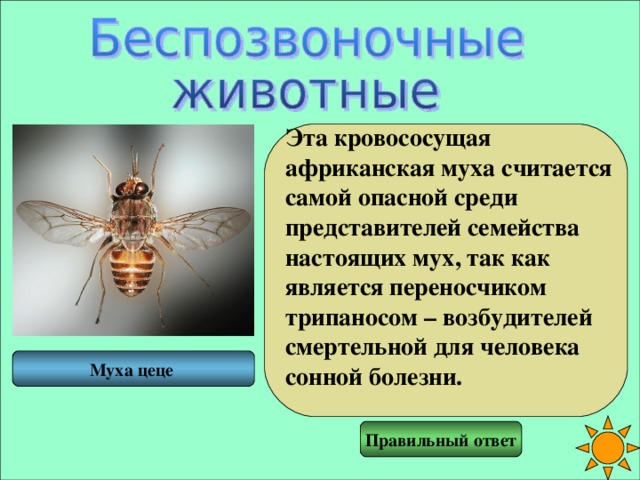 Основной хозяин муха цеце основной хозяин человек. Муха ЦЕЦЕ является переносчиком. Муха ЦЕЦЕ систематика. Представители переносчиков мух ЦЕЦЕ. Муха ЦЕЦЕ морфология.