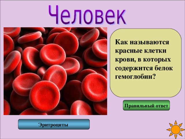 Как называются красные клетки крови, в которых содержится белок гемоглобин?  Правильный ответ Эритроциты 