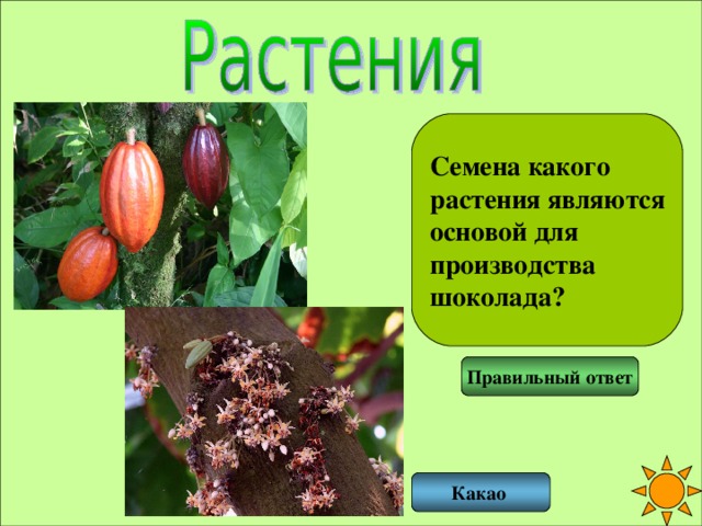 Семена какого растения являются основой для производства шоколада? Правильный ответ Какао 