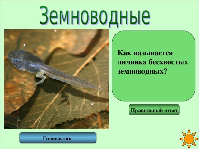 Как называется личинка бесхвостых земноводных?  Правильный ответ Головастик 