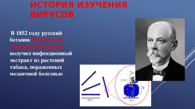 ИСТОРИЯ ИЗУЧЕНИЯ ВИРУСОВ  В 1852 году русский ботаник Ивановский Дмитрий Иосифович получил инфекционный экстракт из растений табака, пораженных мозаичной болезнью 