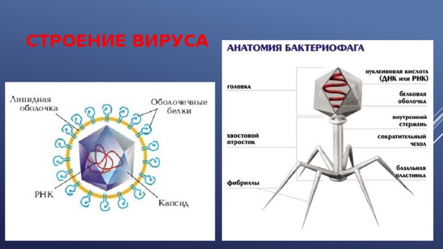 СТРОЕНИЕ ВИРУСА 