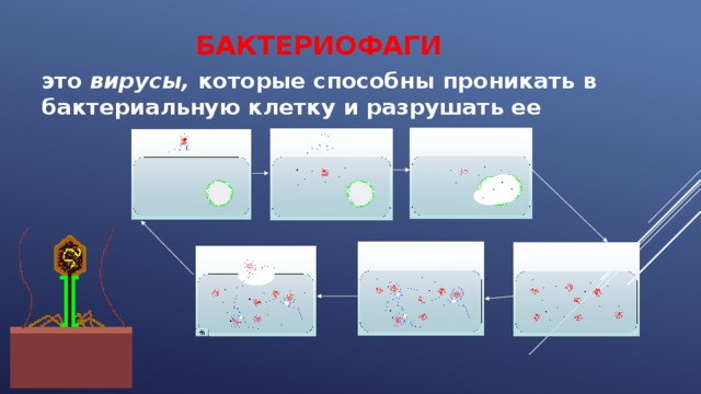 Бактериофаги это вирусы, которые способны проникать в бактериальную клетку и разрушать ее 