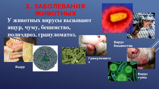 2. ЗАБОЛЕВАНИЯ ЖИВОТНЫХ  У животных вирусы вызывают ящур, чуму, бешенство, полиэдроз, грануломатоз. Вирус бешенства Грануломатоз Ящур Вирус чумы 