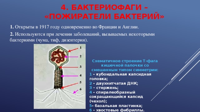 4. БАКТЕРИОФАГИ – «ПОЖИРАТЕЛИ БАКТЕРИЙ»  1. Открыты в 1917 году одновременно во Франции и Англии.  2. Используются при лечении заболеваний, вызываемых некоторыми бактериями (чума, тиф, дизентерия). Схематичное строение Т-фага кишечной палочки со смешанным типом симметрии: 1 - кубоидальная капсидная головка; 2 - двухнитчатая ДНК; 3 – стержень; 4 - спиралеобразный сокращающийся капсид (чехол); 5 - базальная пластинка; 6 - хвостовые фибриллы. 