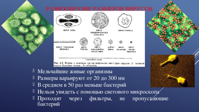 Разнообразие размеров вирусов Мельчайшие живые организмы Размеры варьируют от 20 до 300 нм В среднем в 50 раз меньше бактерий Нельзя увидеть с помощью светового микроскопа Проходят через фильтры, не пропускающие бактерий 
