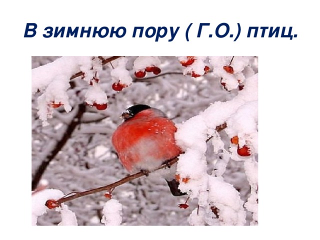 В зимнюю пору ( Г.О.) птиц.