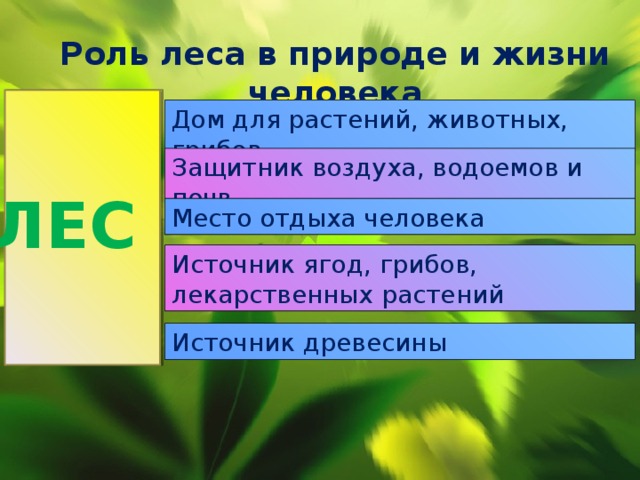 Лес защитник воздуха водоемов и почв рисунок