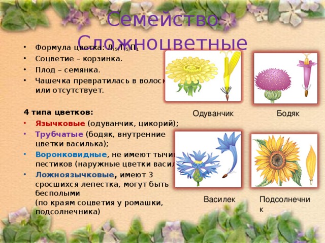 Типы цветков трубчатые язычковые. Семейство Астровые соцветие. Сложноцветные трубчатые язычковые.