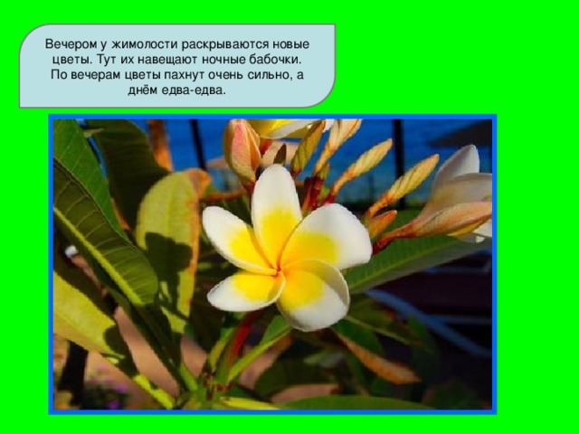 Презентация почему пахнут цветы