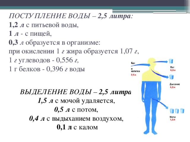 ПОСТУПЛЕНИЕ ВОДЫ – 2,5 литра :  1,2 л  с  питьевой воды,  1 л - с пищей,  0,3  л образуется в организме:  при окислении 1 г жира образуется 1,07 г ,  1 г углеводов - 0,556 г,  1 г белков - 0,396 г воды ВЫДЕЛЕНИЕ ВОДЫ – 2,5 литра :  1,5 л  с мочой удаляется, 0,5 л с потом, 0,4 л с выдыханием воздухом, 0,1 л с калом 