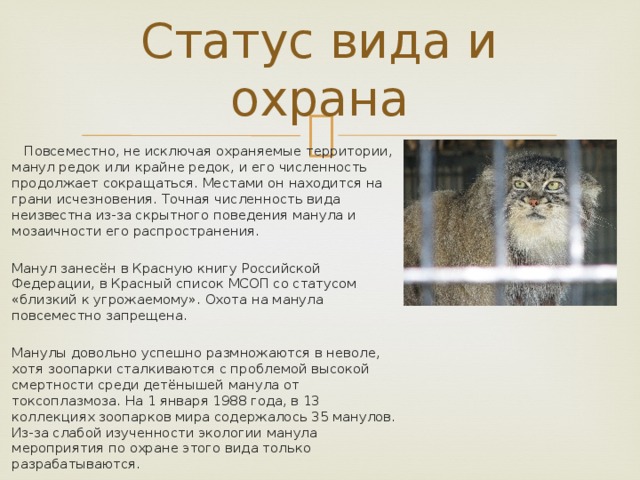 Презентация манул 2 класс