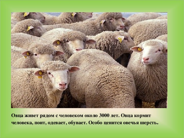 Овца живет рядом с человеком около 3000 лет. Овца кормит человека, поит, одевает, обувает. Особо ценится овечья шерсть .  