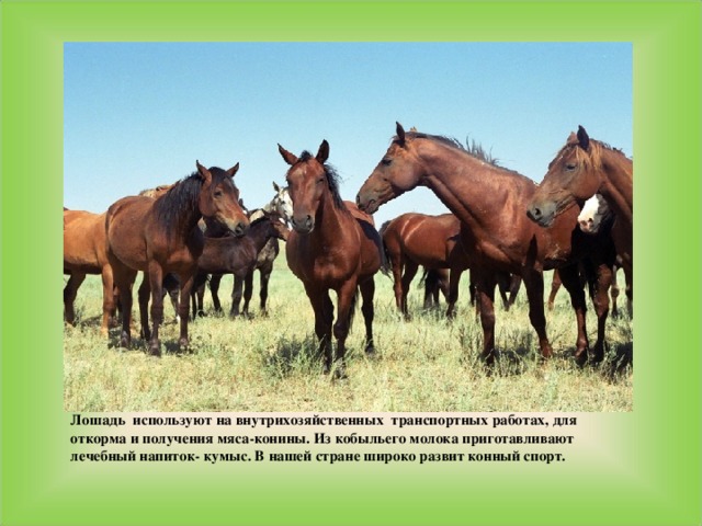Лошадь используют на внутрихозяйственных транспортных работах, для откорма и получения мяса-конины. Из кобыльего молока приготавливают лечебный напиток- кумыс. В нашей стране широко развит конный спорт. 