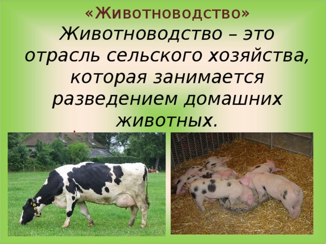   «Животноводство»  Животноводство – это отрасль сельского хозяйства, которая занимается разведением домашних животных. . 