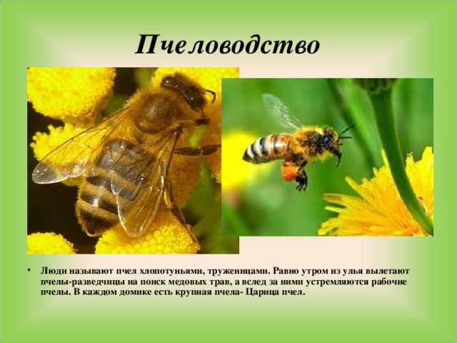 Пчеловодство Люди называют пчел хлопотуньями, труженицами. Равно утром из улья вылетают пчелы-разведчицы на поиск медовых трав, а вслед за ними устремляются рабочие пчелы. В каждом домике есть крупная пчела- Царица пчел. 