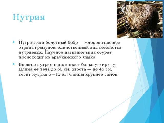 Презентация про нутрию