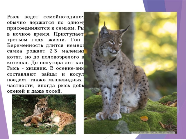 Проект красная книга рысь