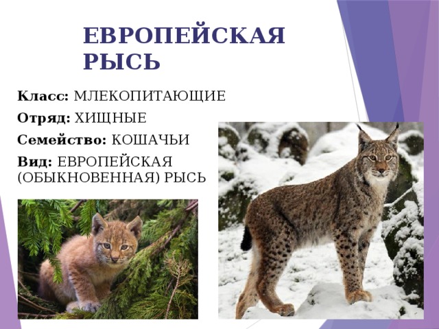 Проект красная книга рысь