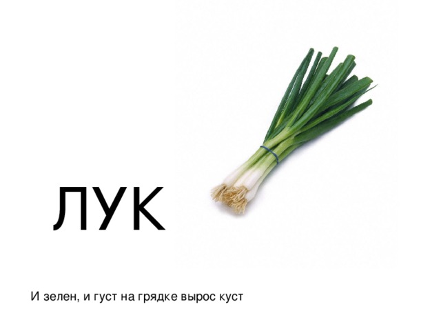 Лук батун рисунок