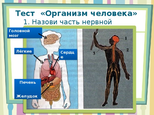 Организм тест 5 класс