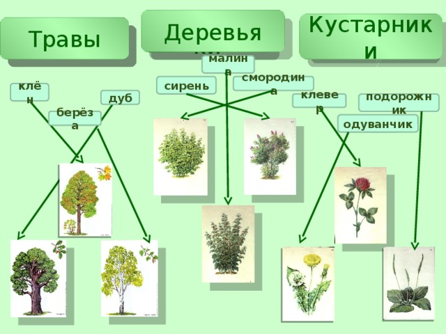 Кустарники деревья травы схема