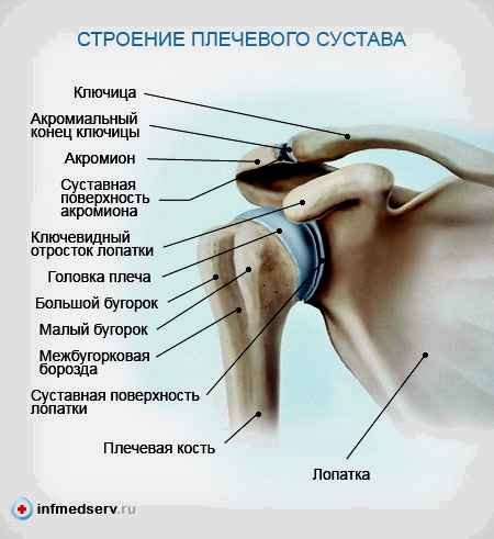 Анатомия плеча человека мышцы и связки