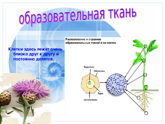  Клетки здесь лежат очень близко друг к другу и постоянно делятся.  