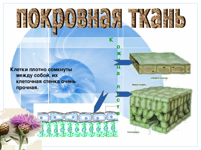 Кожица листа  Клетки плотно сомкнуты между собой, их клеточная стенка очень прочная.  