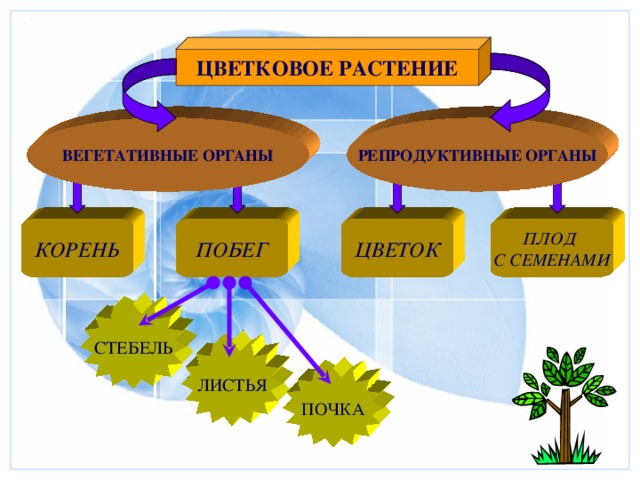 ЦВЕТКОВОЕ РАСТЕНИЕ ВЕГЕТАТИВНЫЕ ОРГАНЫ РЕПРОДУКТИВНЫЕ ОРГАНЫ ПЛОД С СЕМЕНАМИ ЦВЕТОК ПОБЕГ КОРЕНЬ СТЕБЕЛЬ ЛИСТЬЯ ПОЧКА 