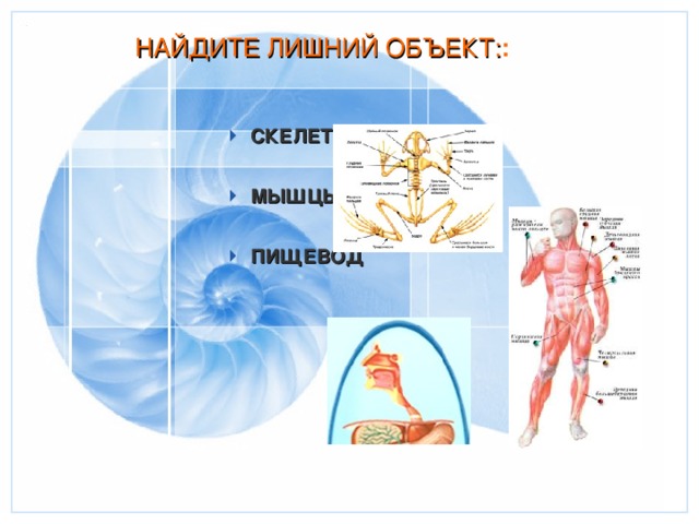 Презентация на тему организм единое целое