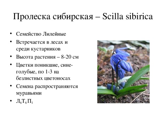 Пролеска сибирская – Scilla sibirica Семейство Лилейные Встречается в лесах и среди кустарников Высота растения – 8-20 см Цветки поникшие, сине-голубые, по 1-3 на безлистных цветоносах Семена распространяются муравьями Л 6 Т 6 П 1 