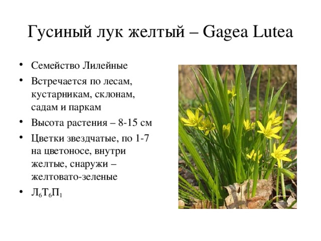 Гусиный лук желтый – Gagea Lutea Семейство Лилейные Встречается по лесам, кустарникам, склонам, садам и паркам Высота растения – 8-15 см Цветки звездчатые, по 1-7 на цветоносе, внутри желтые, снаружи – желтовато-зеленые Л 6 Т 6 П 1   