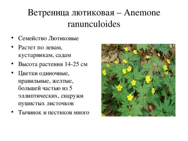 Ветреница лютиковая – Anemone ranunculoides Семейство Лютиковые Растет по левам, кустарникам, садам Высота растения 14-25 см Цветки одиночные, правильные, желтые, большей частью из 5 эллиптических, снаружи пушистых листочков Тычинок и пестиков много 