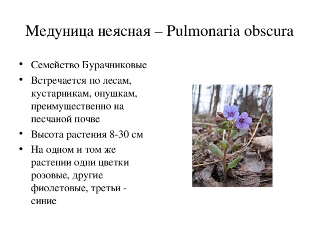 Медуница неясная – Pulmonaria obscura Семейство Бурачниковые Встречается по лесам, кустарникам, опушкам, преимущественно на песчаной почве Высота растения 8-30 см На одном и том же растении одни цветки розовые, другие фиолетовые, третьи - синие 