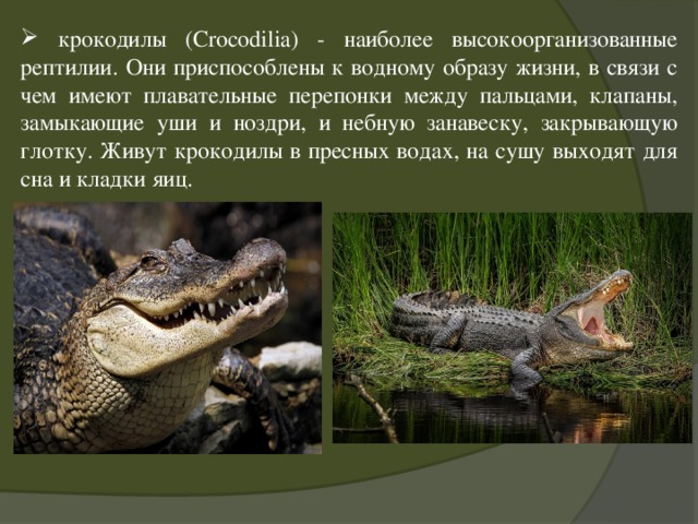  крокодилы (Crocodilia) - наиболее высокоорганизованные рептилии. Они приспособлены к водному образу жизни, в связи с чем имеют плавательные перепонки между пальцами, клапаны, замыкающие уши и ноздри, и небную занавеску, закрывающую глотку. Живут крокодилы в пресных водах, на сушу выходят для сна и кладки яиц. 