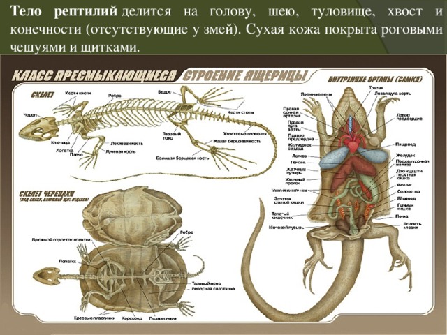Тело рептилий  делится на голову, шею, туловище, хвост и конечности (отсутствующие у змей). Сухая кожа покрыта роговыми чешуями и щитками. 