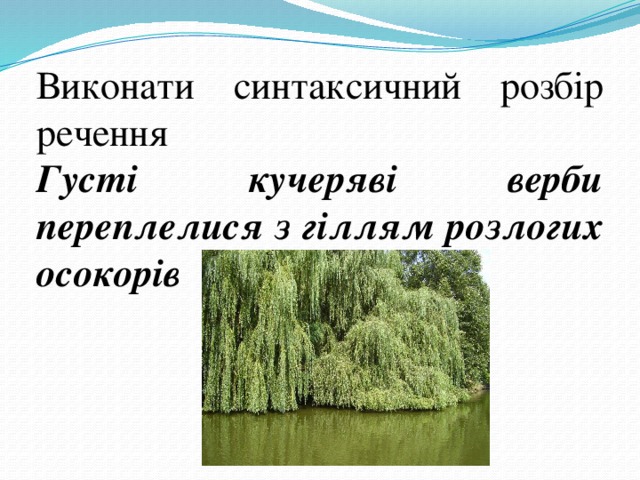 Виконати синтаксичний розбір речення Густі кучеряві верби переплелися з гіллям розлогих осокорів 