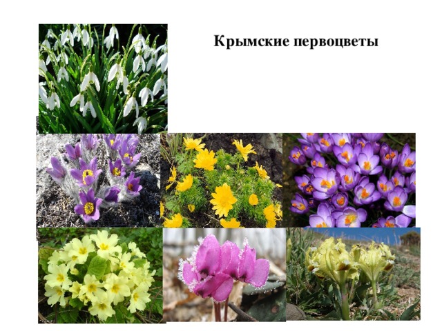 Крымские первоцветы 