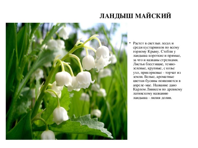 ЛАНДЫШ МАЙСКИЙ Растет в светлых лесах и среди кустарников по всему горному Крыму. Стебли у ландыша короткие и прямые, за что и названы стрелками. Листья блестящие, темно-зеленые, крупные, с козье ухо, прикорневые - торчат из земли. Белые, ароматные цветки-бусины появляются в апреле-мае. Название дано Карлом Линнеем по древнему латинскому названию ландыша - лилия долин. 