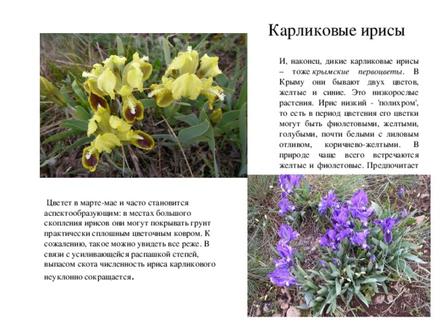 Карликовые ирисы И, наконец, дикие карликовые ирисы – тоже  крымские первоцветы . В Крыму они бывают двух цветов, желтые и синие. Это низкорослые растения. Ирис низкий - 'полихром', то есть в период цветения его цветки могут быть фиолетовыми, желтыми, голубыми, почти белыми с лиловым отливом, коричнево-желтыми. В природе чаще всего встречаются желтые и фиолетовые. Предпочитает остепненные и каменистые места крымских степей и предгорья.  Цветет в марте-мае и часто становится аспектообразующим: в местах большого скопления ирисов они могут покрывать грунт практически сплошным цветочным ковром. К сожалению, такое можно увидеть все реже. В связи с усиливающейся распашкой степей, выпасом скота численность ириса карликового неуклонно сокращается . 